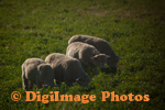 Sheep 5305