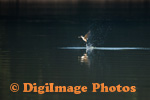 Kingfisher 9835