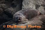 Fur Seal 3898