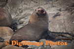 Fur Seal 4036