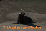 Fur Seals 9299