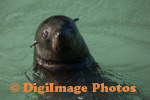 Fur Seals 9451