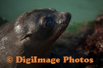 Fur Seals 9697