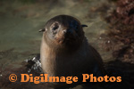 Fur Seals 9723